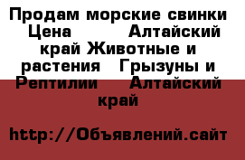 Продам морские свинки › Цена ­ 600 - Алтайский край Животные и растения » Грызуны и Рептилии   . Алтайский край